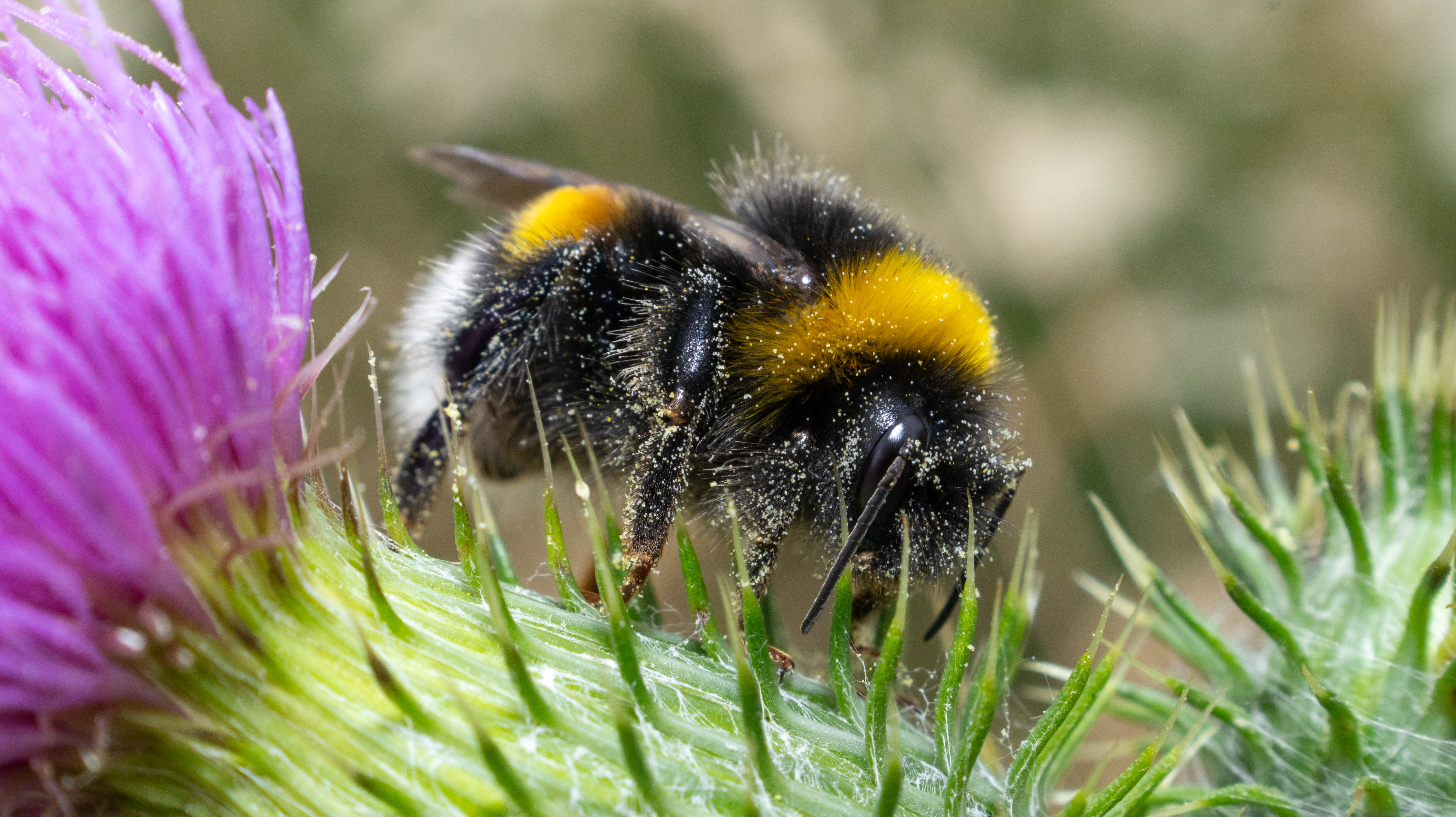 Macro Photography Gallery Thumbnail